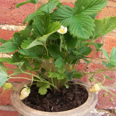 Alpine Strawberry 'White Soul': Fragaria vesca 'White Soul'