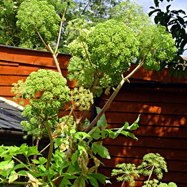 Angelica: Angelica archangelica