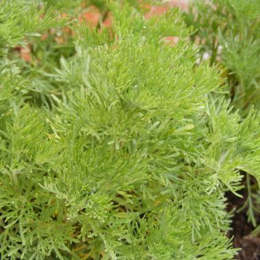 Artemesia 'Cola Plant': Artemesia abrotanum 'Cola Plant' - A cultivar of the more common Southernwood