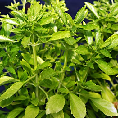 Greek Basil