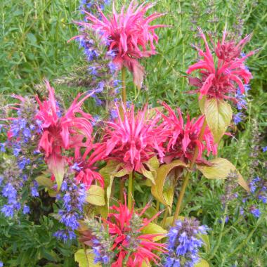 Bergamot Red (Oswego tea or Bee balm): Monarda didyma