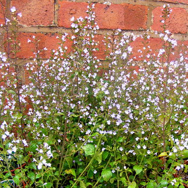 Lesser Calamint: Calamintha nepeta