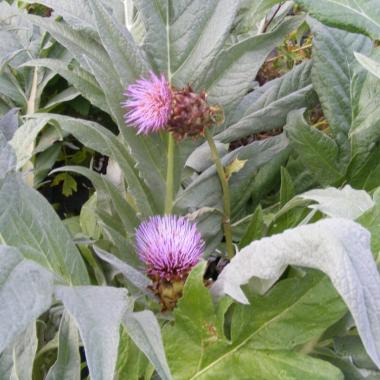 Cardoon: Cynara cardunculus