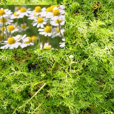 Roman Chamomile (English or Garden Ch.): Chamaemelum nobile