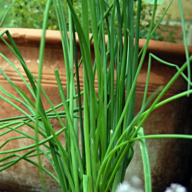 Chives: Allium schoenoprasum