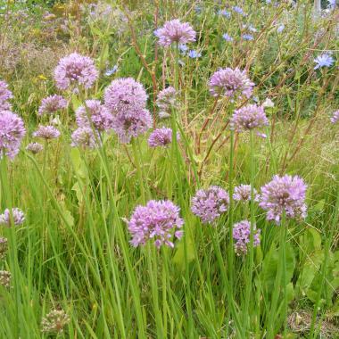 Garlic Chives - Lilac Flowered<br /> (Siberian chives, blue chives): Allium nutans