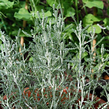 Cotton Lavender: Santolina chamaecyparissus