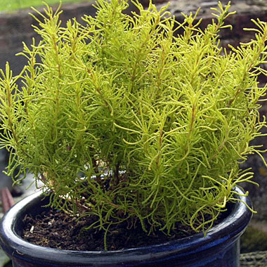 Cotton Lavender 'Lemon Fizz': Santolina chamaecyparissus 'Lemon Fizz'