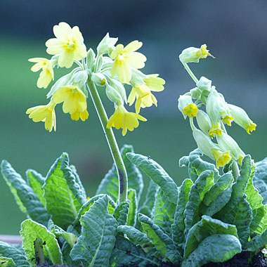 Cowslip: Primula veris