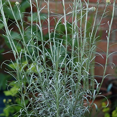 Curry Plant: Helichrysum italicum (syn. angustifolium)