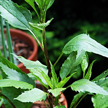 Echinacea - Purple cone-flower: Echinacea purpurea (Rudbeckia purpurea)