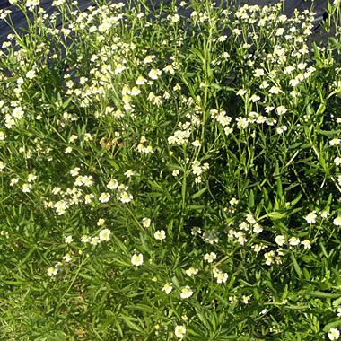 English Mace: Achillea ageratum (syn decolorans)