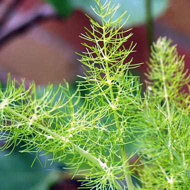 Fennel: Foeniculum vulgare