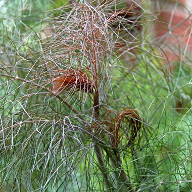 Bronze Fennel: Foeniculum vulgare 'Purpureum'