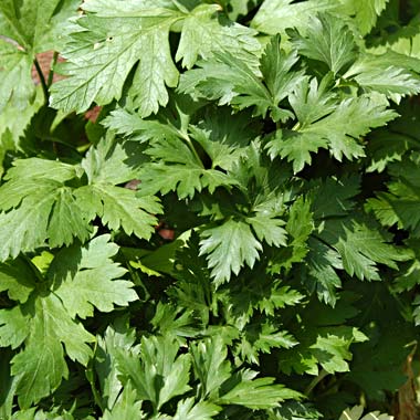 French Parsley: Petroselinum crispum 'French'