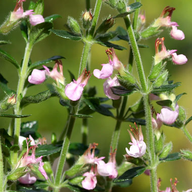 Hedge Germander: Teucrium divaricatum