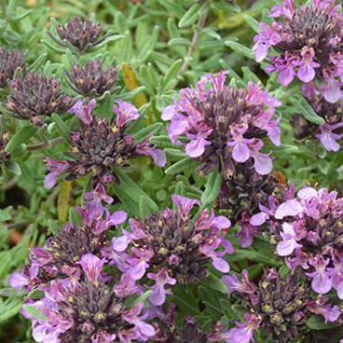 Germander Silver: Teucrium x Ackermannii