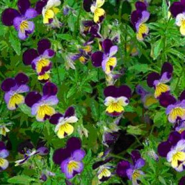 Heartsease seeds: Viola tricolor