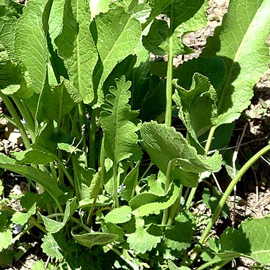 Horseradish: Armoracia rusticana