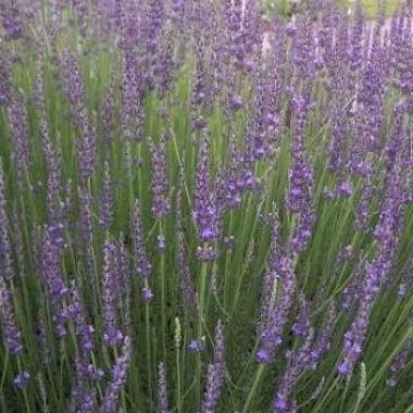 Lavender 'Grosso' (Dutch lavender, Lavandin): Lavender x intermedia 'Grosso'