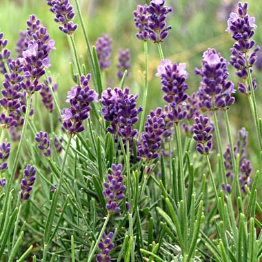 Lavender Hidcote: Lavandula angustifolia 'Hidcote'