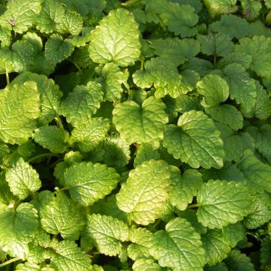 Lemon Balm (common balm, balm mint): Melissa officinalis