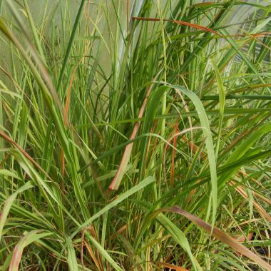 Lemon Grass: Cymbopogon citratus