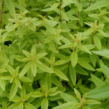 Lemon Verbena: Aloysia citriodora (Lippia triphylla)