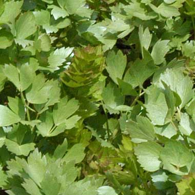 Lovage: Levisticum officinale