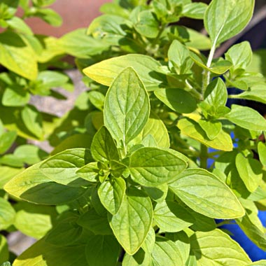 Golden Marjoram: Oreganum vulgare ‘Aureum’