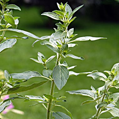 Pot Marjoram: Oreganum onites