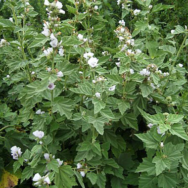 Marshmallow: Althaea officinalis