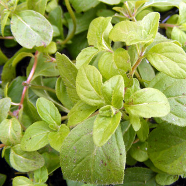 Banana Mint: Mentha arvensis 'Banana'