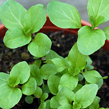 Basil Mint: Mentha x piperata citrata 'Basil'