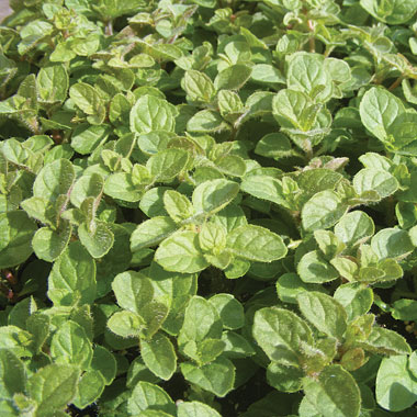 Mint 'Berries and Cream': Mentha 'Berries and Cream'