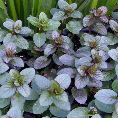 Chocolate Peppermint: Mentha x piperata 'Chocolate'