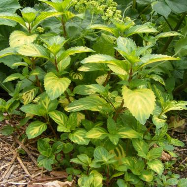 Ginger mint: Mentha x gracilis 'Variegata'