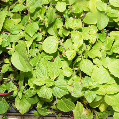 Lemon Mint: Mentha x piperata citrata