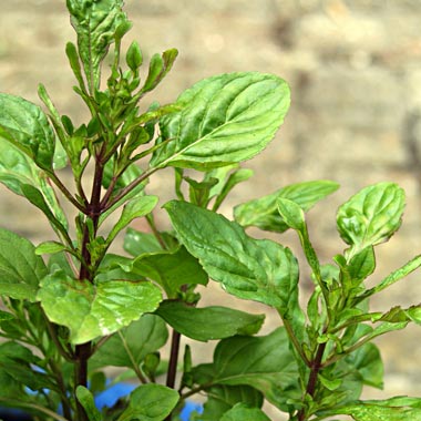 Lime Mint: Mentha x piperata citrata 'Lime'