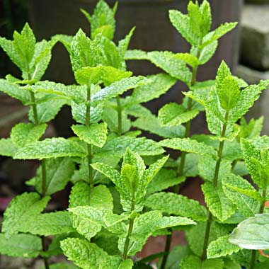 Moroccan Mint: Mentha spicata