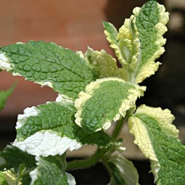 Pineapple Mint: Mentha suavolens 'Variegata'