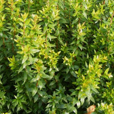 Myrtle: Myrtus communis