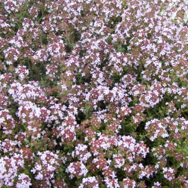 Orange thyme: Thymus fragrantissimus