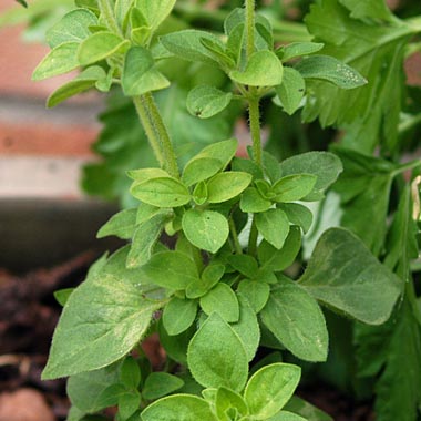 Oregano: Oreganum vulgare