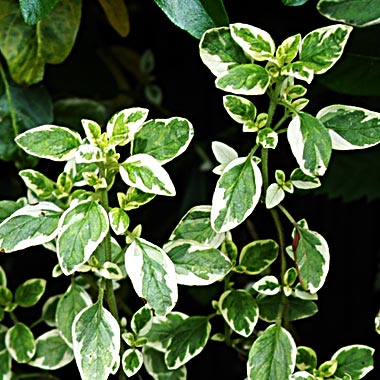 Oregano Country Cream: Oreganum vulgare 'Country Cream'