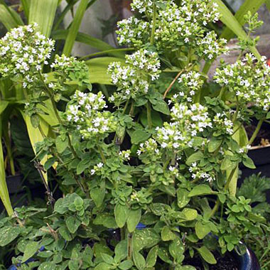 Oregano 'Hot and Spicy': Oreganum vulgare 'Hot and Spicy'