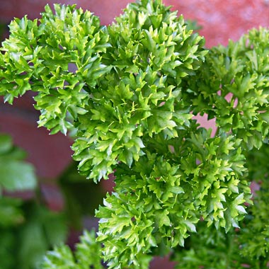 Curled Parsley: Petroselinum crispum