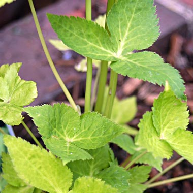 Japanese Parsley - Mitsuba: Cryptotaenia japonica