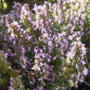 Pink Hyssop: Hyssopus officinalis