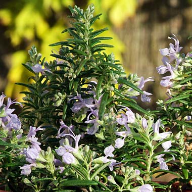 Prostrate or Creeping Rosemary: Salvia rosmarinus Prostratus group